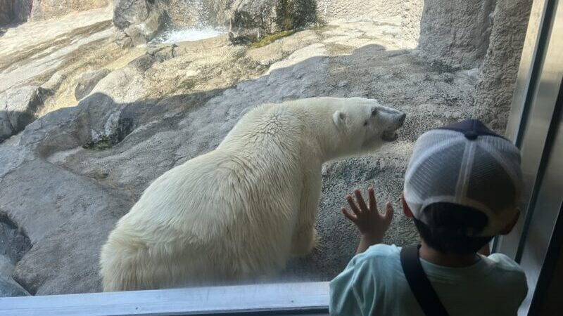 2024年【旭山動物園】見どころ、楽しみ方は？子連れブログレポ！！ 